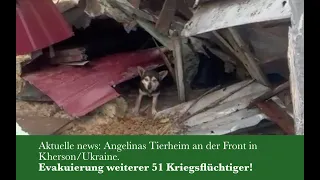 Aktuelle news: Angelinas Tierheim in Kherson/Ukraine. Evakuierung weiterer 51 Kriegsflüchtiger!