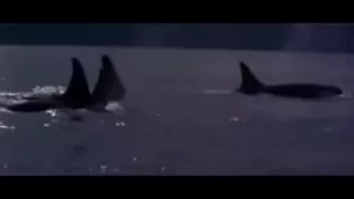 Free Willy Beginning