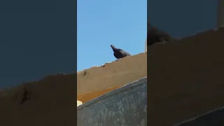 بصراوي شرت لوت و لعب