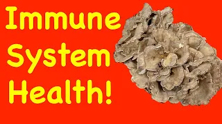 Maitake Mushroom - Health Benefits!