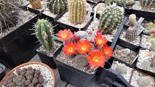 Ураганом унесло теплицу.Penis -cactus..Коллекция кактусов.