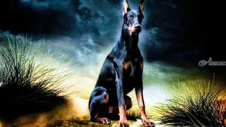 20 Things you need to know before Purchasing a Doberman #dobermanpinschers #doberman #educational