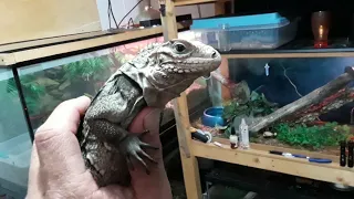 New lizard! beautiful Cuban Rock Iguana!