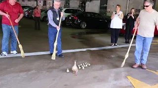 Ducklings escorted out of Marianjoy