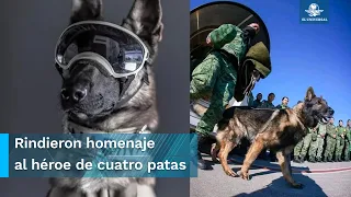 Entrenador se despide del perrito rescatista mexicano Proteo