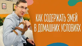 Как содержать змей в домашних условиях