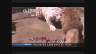 Tiger vs Lion - Two Over Aggressive Lions get Whipped by the Emperor