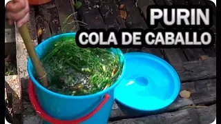 Como Hacer Purin De Cola De Caballo Poderoso Fungicida Casero || La Huertina De Toni