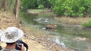 3 Tigers in one frame - Bandhavgarh Tiger Reserve - May 2018