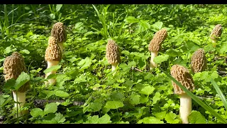 Apple Orchard Morel Mushroom Hunting