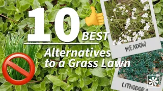 10 Ground Cover Plants to Replace Your Lawn