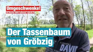 Volkers Umgeschwenke - Episode #1: Der Tassenbaum von Gröbzig