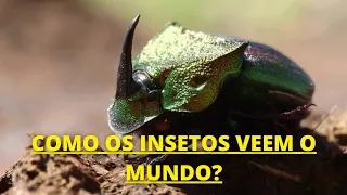 o INCRÍVEL MUNDO dos INSETOS | Documentário dublado HD