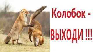 Лютые приколы. КОЛОБОК - ВЫХОДИ!!! Тест на психику! Попробуй не засмеяться! – Domi Show!