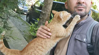 Homeless Street Cat wants to be friends with me.