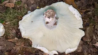 Russula delica (Подгруздок белый), October 23, 2021