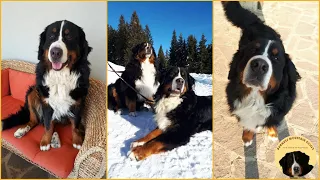 FUNNY BERNESE MOUNTAIN DOG COMPILATION - Best of 2020