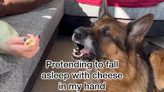 Pretending to fall asleep with cheese in my hand | What will my dog do?