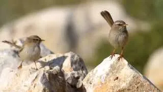 Scrub Warbler mating  מדברון מזדווג