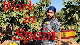 Work in Spain after lockdown | Punjabi in Spain | follow my  Instagram @lakshdhillonofficial