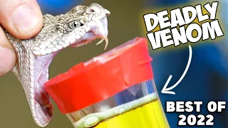 Snake Venom vs Human Blood (Best Of 2022)