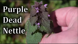 How to Identify Purple Dead Nettle - Lamium purpureum