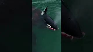 Orca Takes Out Harbour Seal #whales