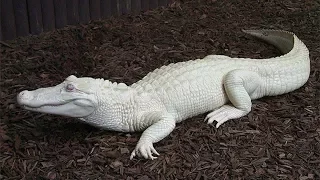 Rare Albino Animals That Are Breathtaking And 100% Real