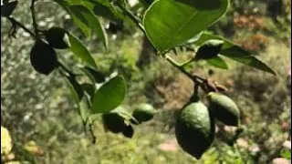 Цитрусите в градината на бай Тошо & как да ашладисаме клонче | Септември 2023