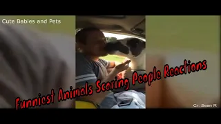 Funniest Animals Scaring People Reactions of 2019 Weekly Compilation 😆😂