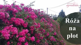 Bezobsługowa róża pnąca na płot. 'Super Excelsa' - rambler powtarzający kwitnienie.