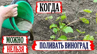 🍇 Без ЭТОГО виноград плохо растет и плодоносит! Когда МОЖНО и НЕЛЬЗЯ поливать и кормить виноград?