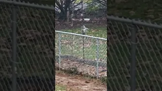 Plastic Bottle Squirrel Baffle Works