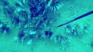 Lionfish Hunting and Sharks Pensacola, FL