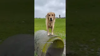 #youtubeshorts #goldenretriever #shorts #mud