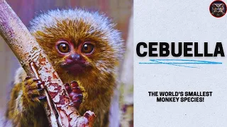 Cebuella: the World's Smallest Monkey Species!