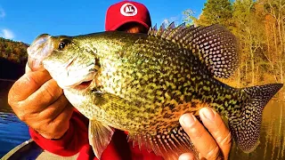 This Irresistible Bait Is A Crappie Catching Machine!