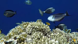 Снорклинг в Шарм-эль-Шейхе.