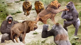 OMG!!! Lion King Attacked Causing Herd Gorilla To Panic Carry Baby On His Back Run Away