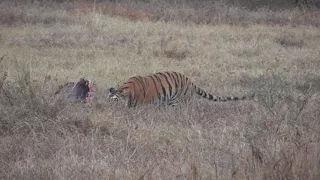 Tiger in Panna Part 4. P151 Drags the Kill across the grass