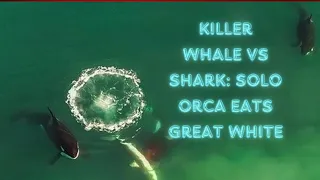 #Killer whale vs shark: Solo orca eats great white