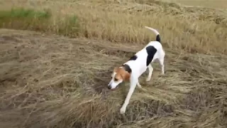 Реалити шоу от щенка к гончей! Выгул молодежи, советы совсем начинающим