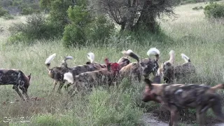 Graphic Footage of Wild Dogs Killing Young Impala Hidden in the Undergrowth