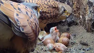 Kestrels Overcome Adversity as Chicks Hatch & Grow | Apollo & Athena | Robert E Fuller