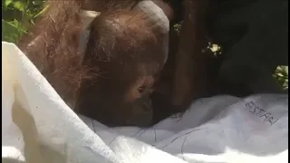 Another Baby Orangutan Found Without Mother