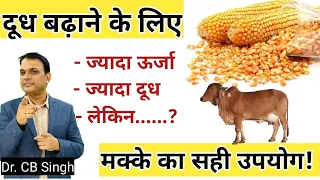 दूध बढ़ाने के लिए मक्के का सही उपयोग कैसे करें ? Maize grains for Cow |Dairy Farm |@DairyUstaad