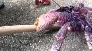 Coconut Crab Crushes Stick