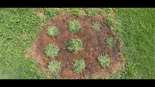 ZOYSIA GRASS SOD PLUG PLANTING