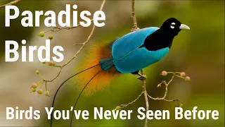 Most Beautiful Birds on Planet Earth | Paradise Birds | 8k Wild Life Videos | Animals Crew 8K Ultra