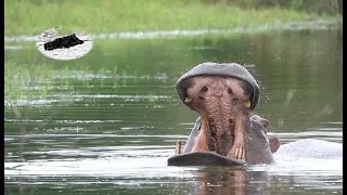 Hunting hippo in South Africa 2024 #1